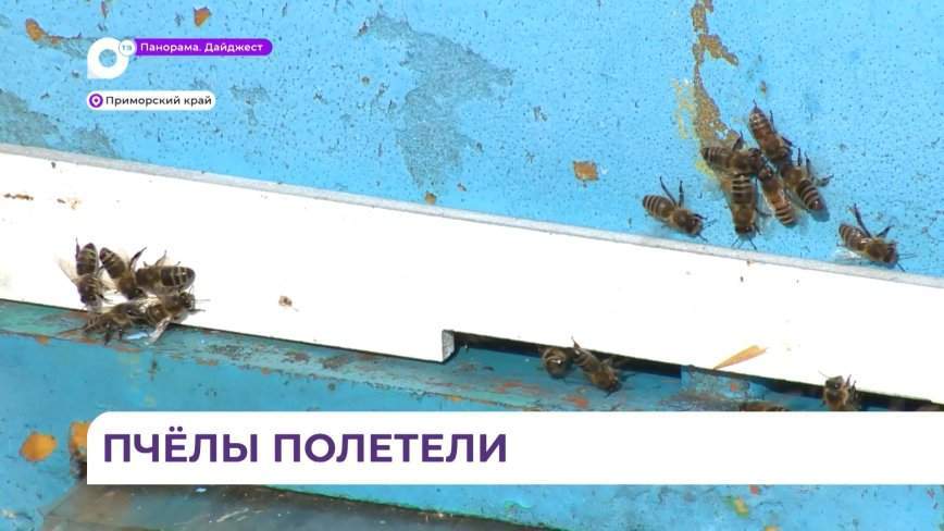 В Приморье стартовал пчеловодческий сезон