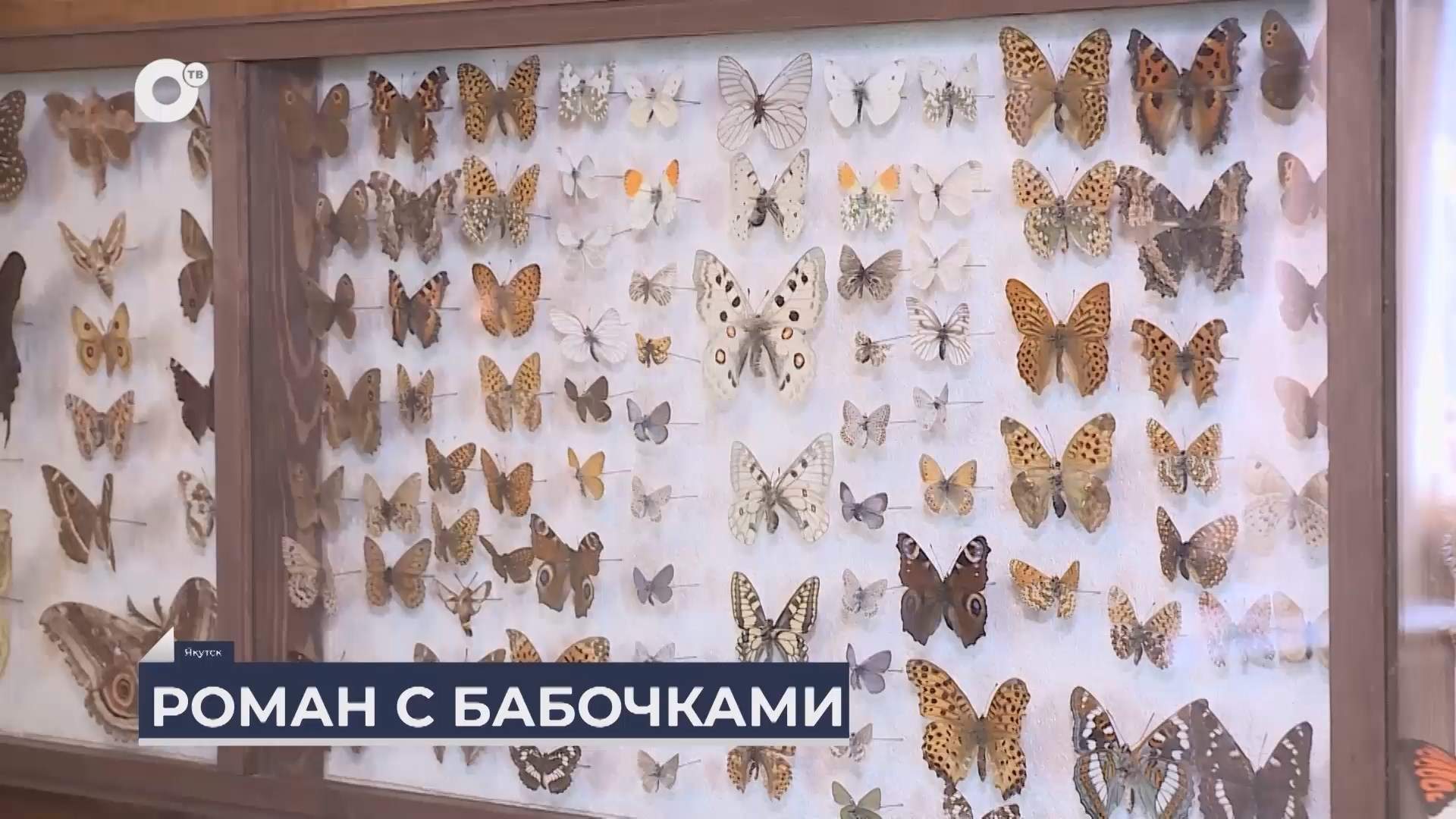 Дальний Восток на связи / Коллекционер бабочек из Якутии