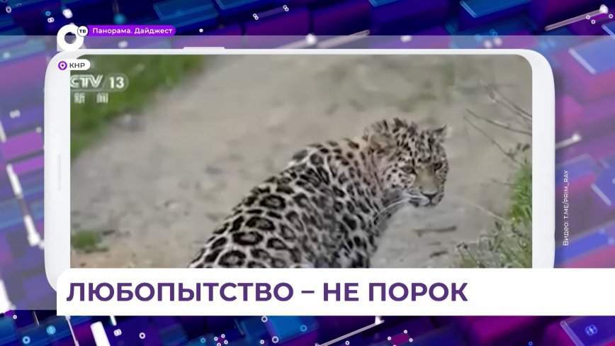 Жители граничащей с Приморьем провинции Цзилинь заметили леопарда рядом с китайской деревней
