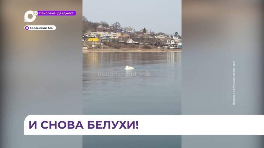 В Безверхово снова заплыли белухи