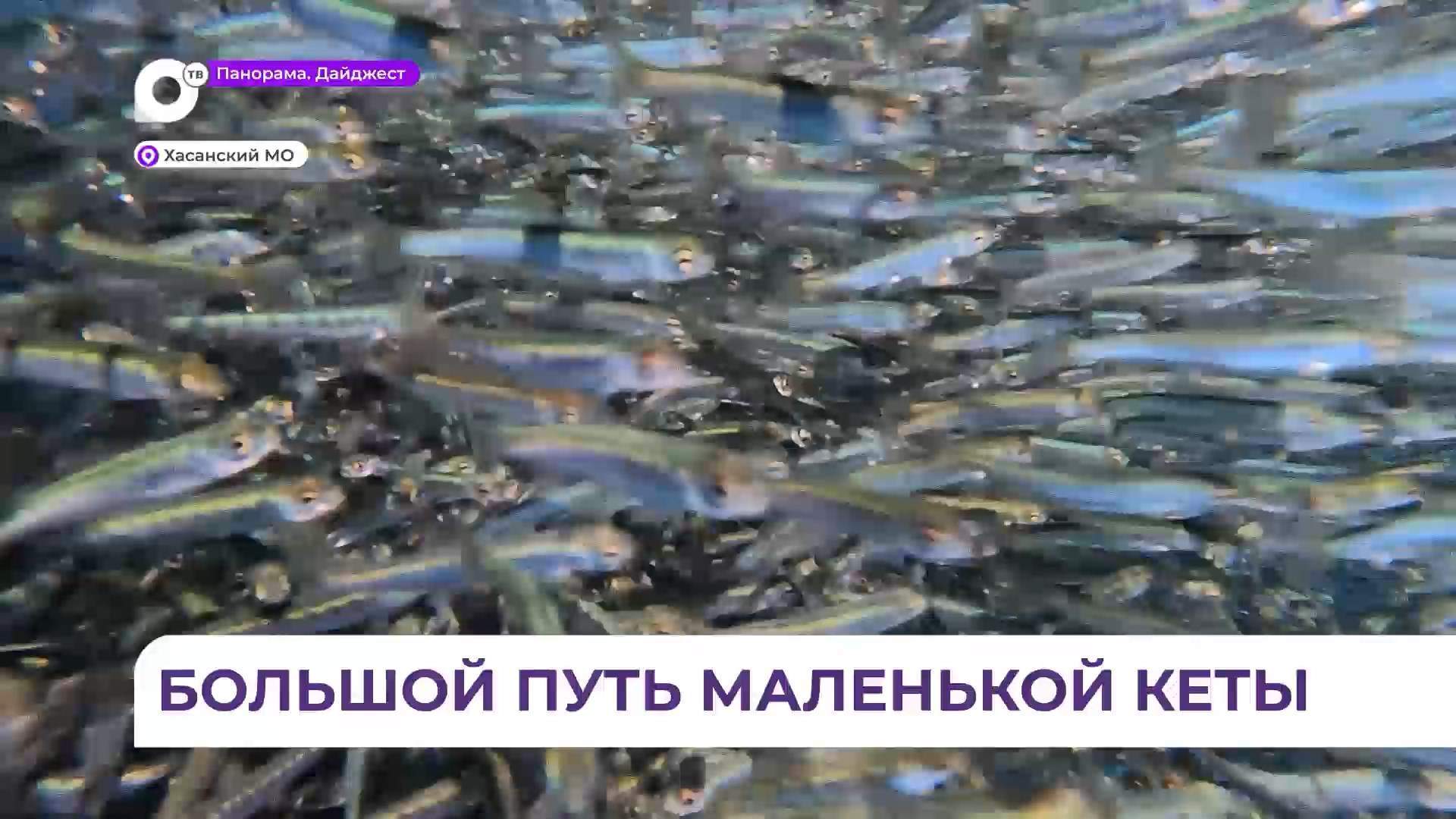 В Приморье очередные партии мальков будут выпущены в море