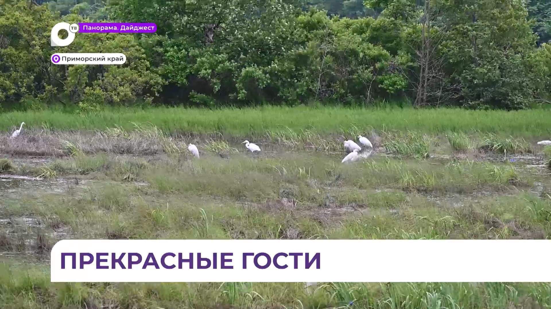 Десятки белых цапель вновь поселились между посёлком Дунай и Фокино