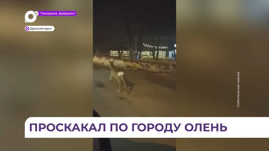 В Дальнегорске сняли на видео потерявшегося лесного оленя