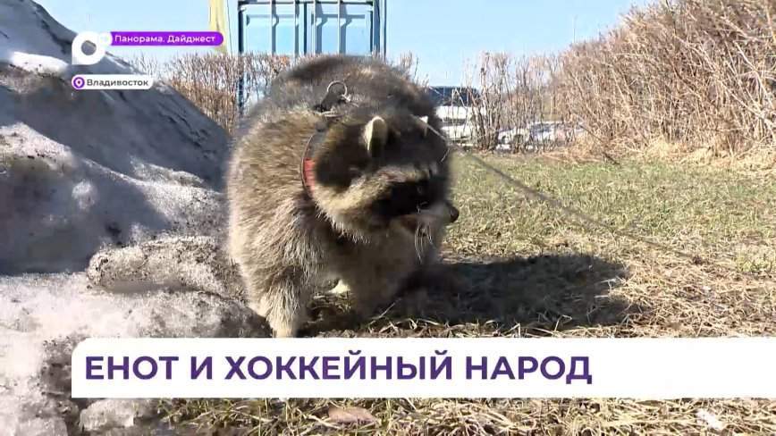 Енот-полоскун стал гостем закрытия хоккейного сезона