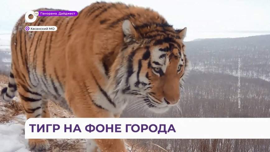 Приморским учёным впервые удалось получить фото и видео тигра на фоне Владивостока