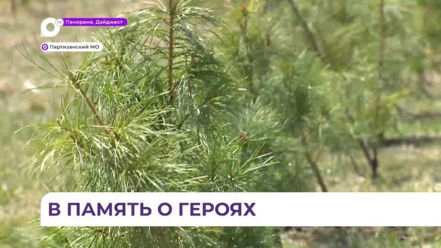 Молодые кедры высадили в «Саду памяти» села Владимиро-Александровское