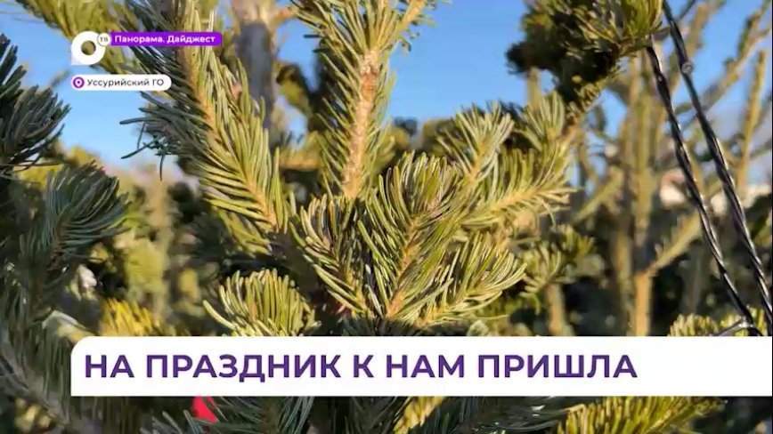 В Уссурийске устроили рейд по ёлочным базарам