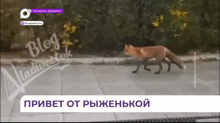Рыжая красавица прогулялась рядом с жилыми домами во Владивостоке