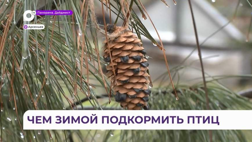Экокормушки помогают пернатым пережить холода в Арсеньеве