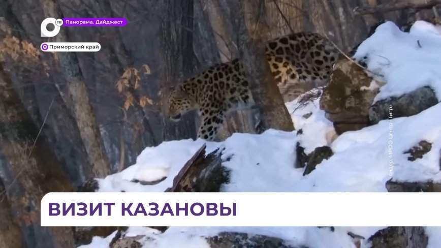 Впервые за полвека на подкормочной площадке охотхозяйства за Транссибом замечен леопард
