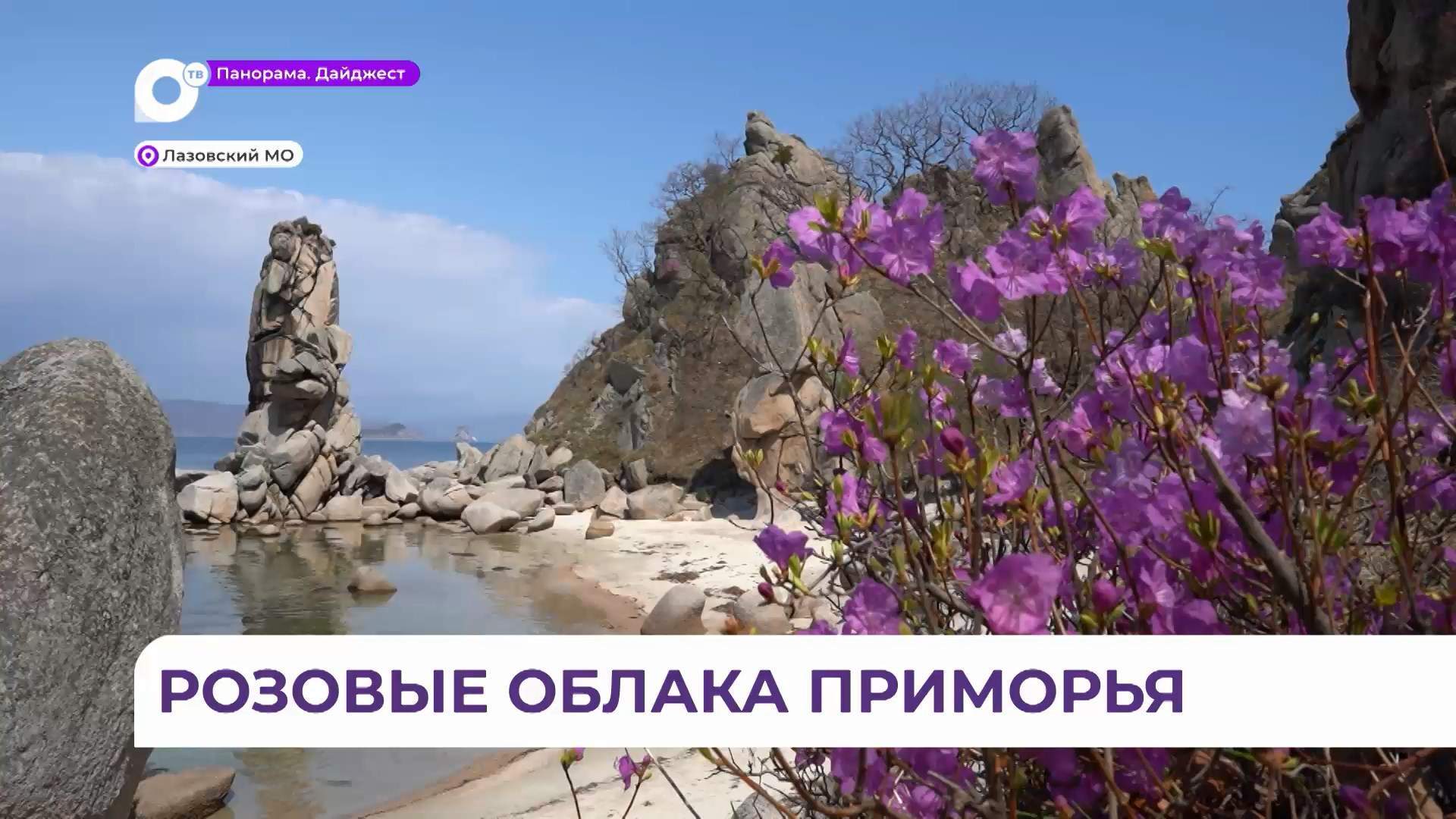 Цветение рододендрона продолжается в Приморском крае