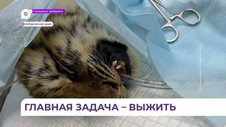 Обнаруженного на трассе в Хабаровском крае тигрёнка прооперировали