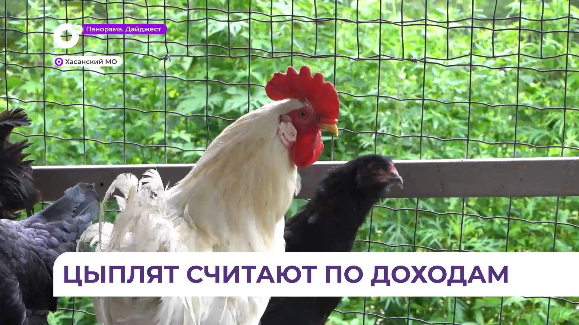 Предприниматель из Хасанского округа цыплят считает по доходам