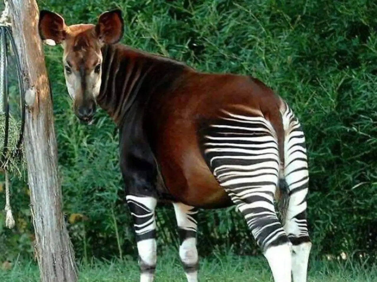 Тест: вы не сможете отгадать названия самых странных существ мира