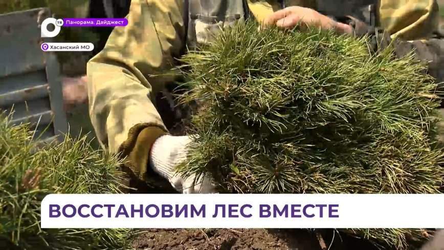 Саженцы кедра высадили волонтёры на территории нацпарка «Земля леопарда»