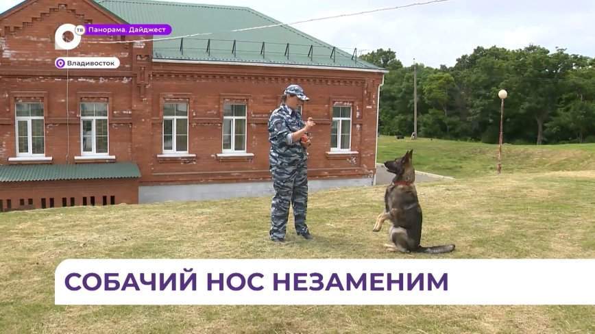 Кинологической службе исполняется 114 лет
