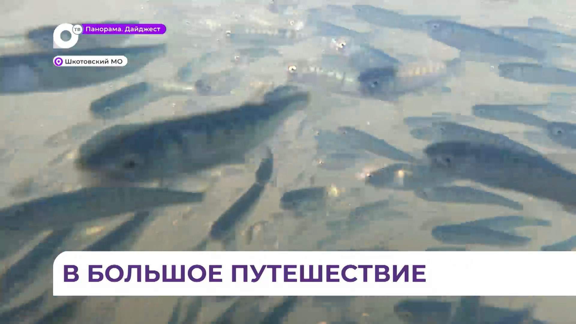 Энергетики ДГК провели экологическую акцию по выпуску мальков кеты в реку Шкотовка