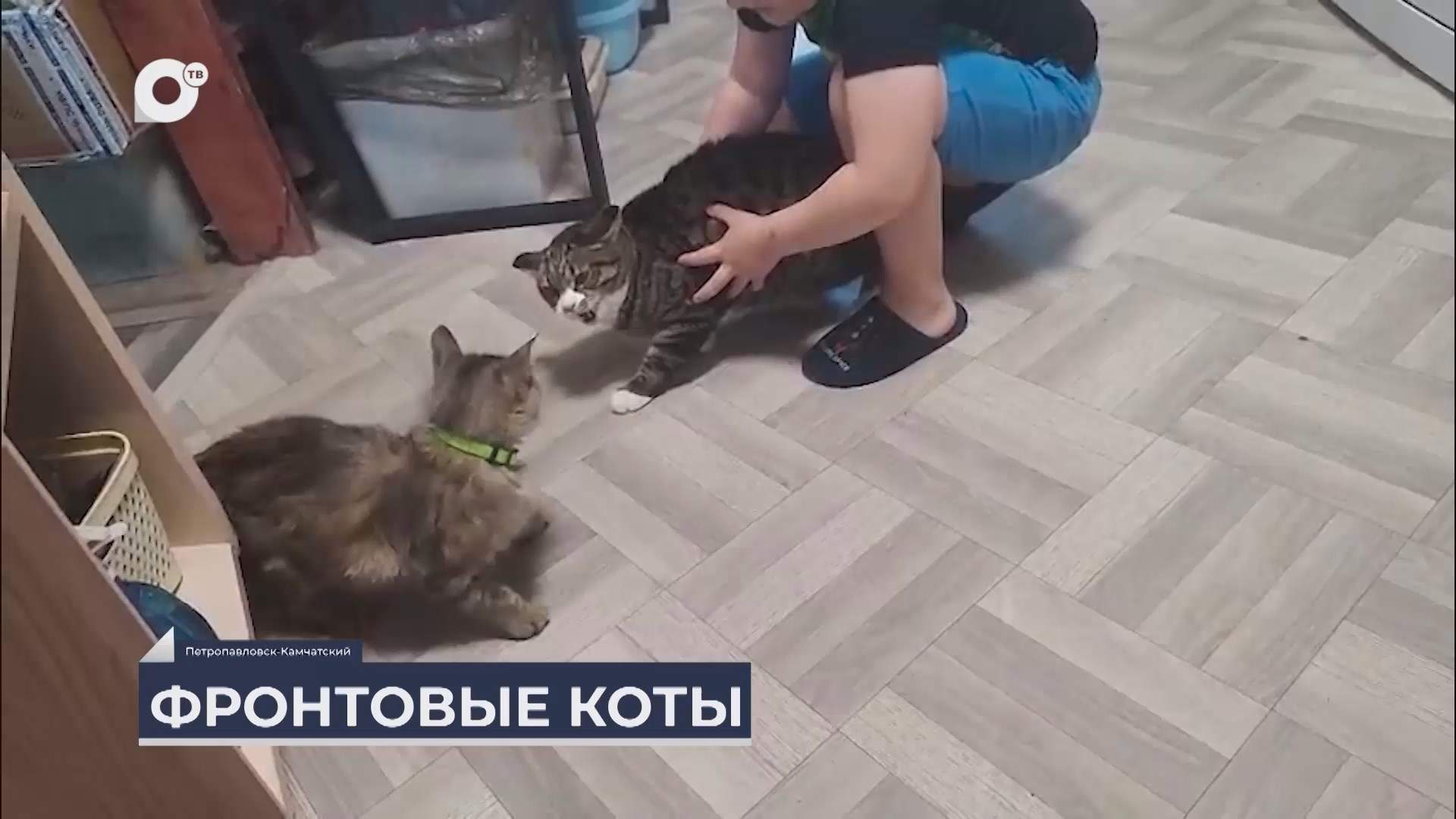 Дальний Восток на связи / Камчатские фронтовые коты  