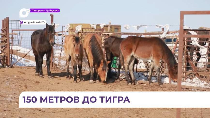 Противостояние человека и тигра продолжается в селе Яконовка