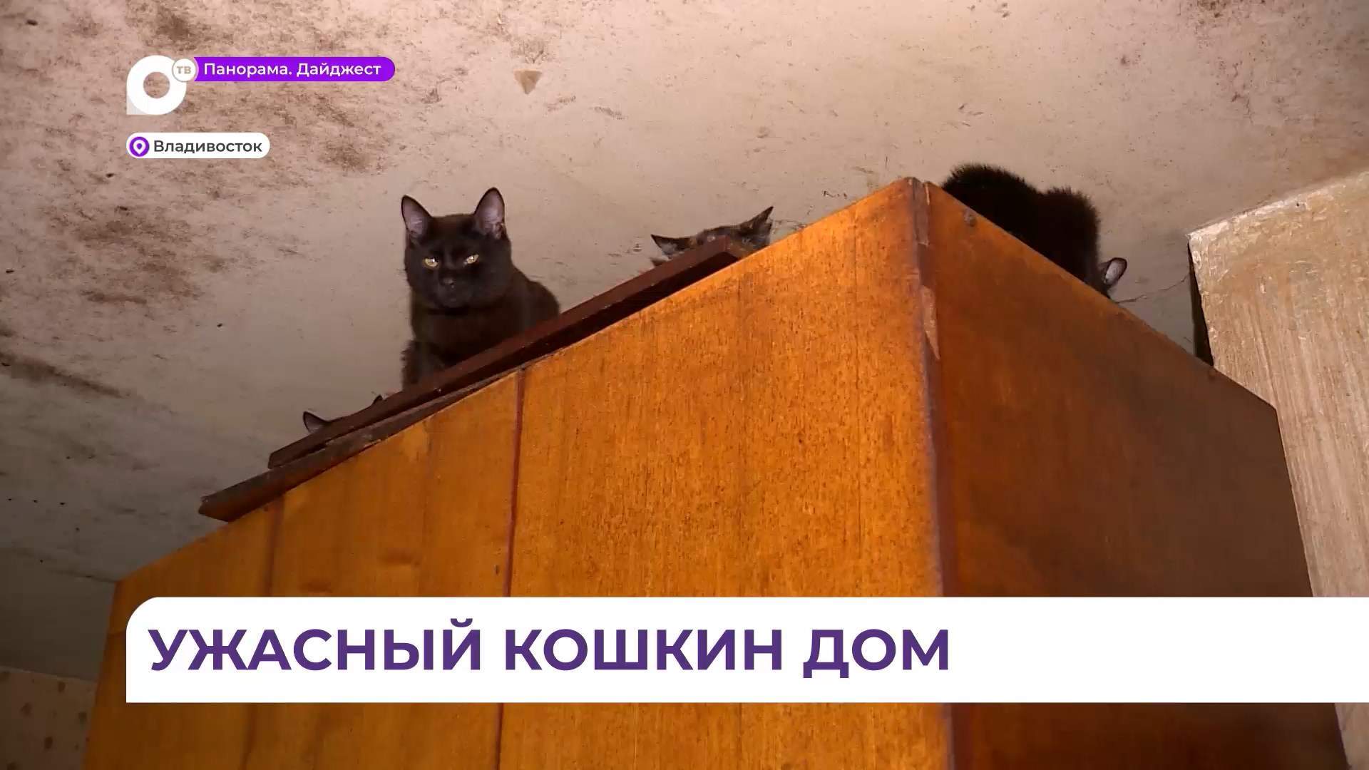 На улице Вилкова во Владивостоке квартира в одном из жилых домов похожа на фильм ужасов