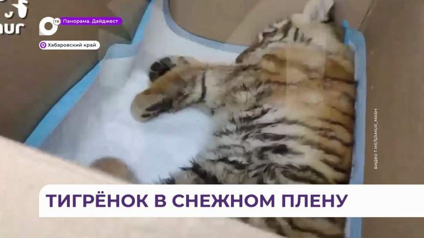В Хабаровском крае тигренок угодил в снежный плен