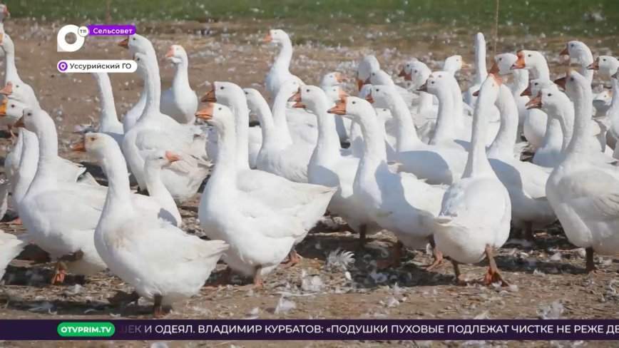 Сельсовет / Фермеры Уссурийска / 04.03.23