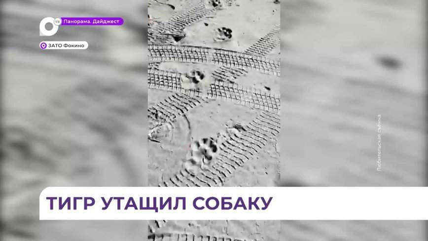 В посёлке Дунай Приморского края тигр утащил собаку
