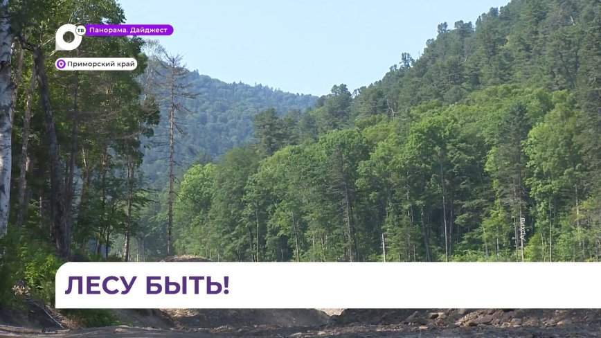 Приморский край вошёл в тройку лидеров среди субъектов Дальнего Востока по лесовосстановлению