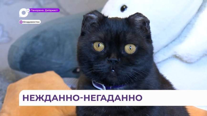 Владельцев и лучшую жизнь обретают животные на каждой выставке-раздаче во Владивостоке