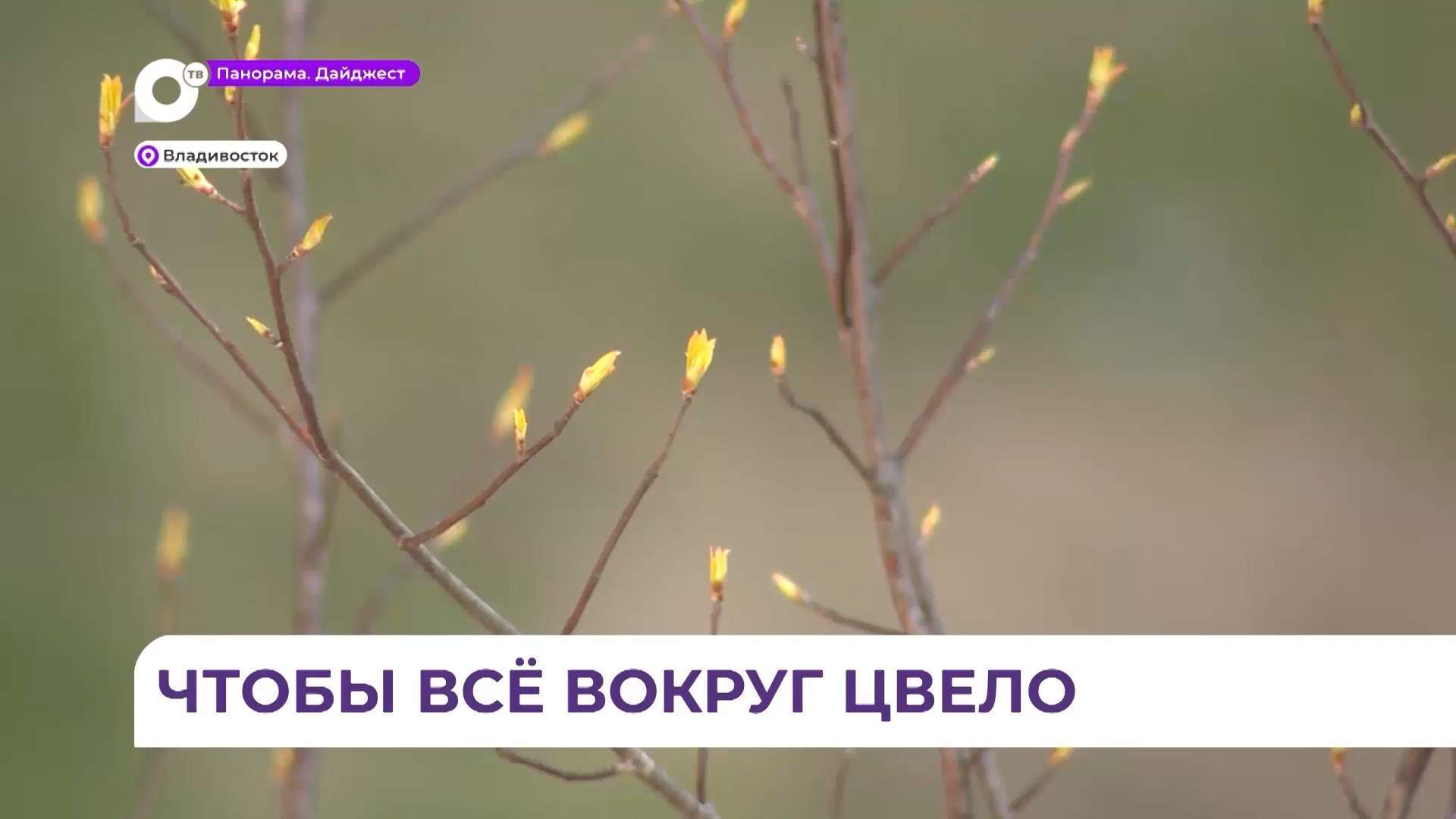  Участие в акции «Зелёный дворик» приняли жители дома на Адмирала Горшкова