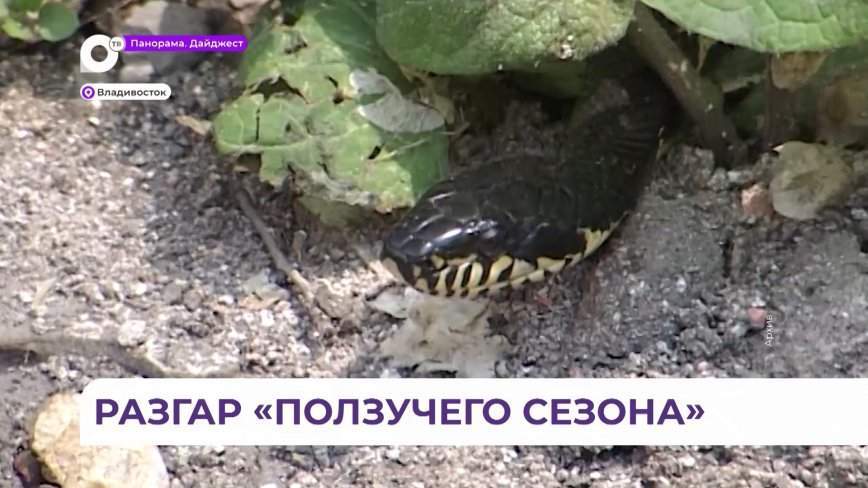 Во Владивостоке заметно активизировались змеи