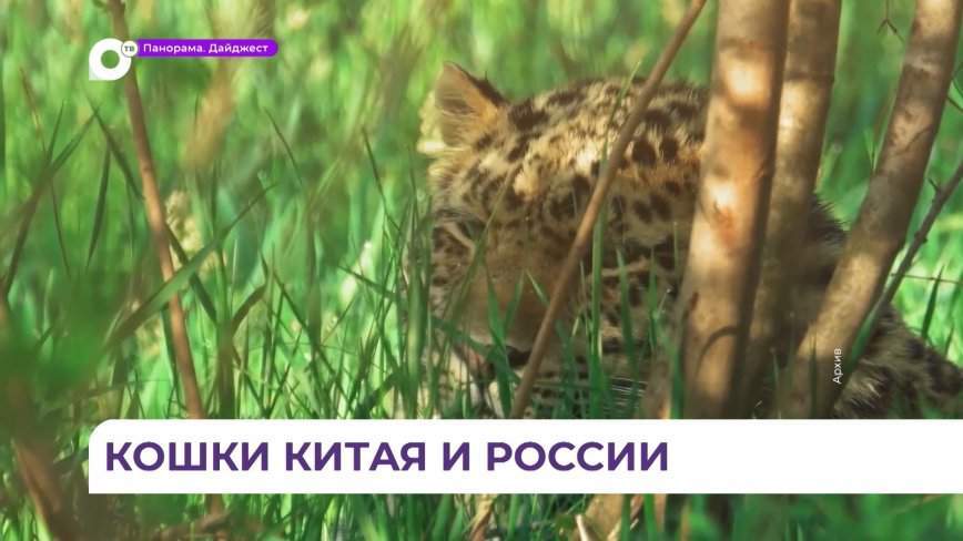 Специалисты из Приморья и КНР обсудили трансграничное сотрудничество по охране тигров и леопардов
