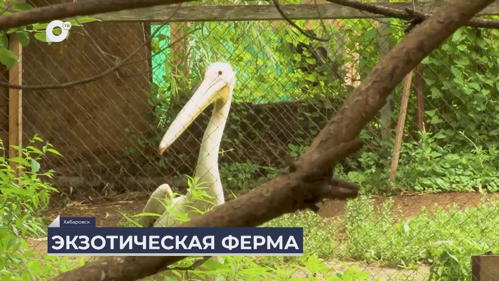 Дальний Восток на связи / Экзотическая ферма и муралы на Амуре
