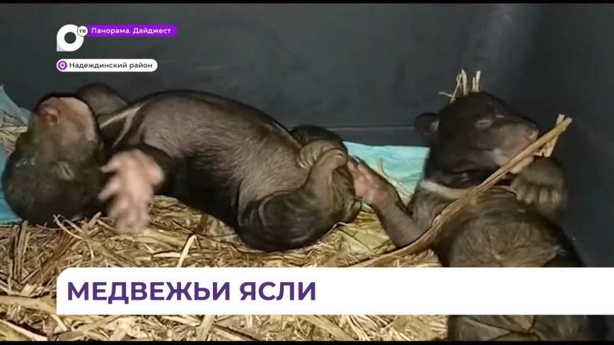 В настоящие ясли превратился реабилитационный центр для диких животных «Тигр» в Алексеевке