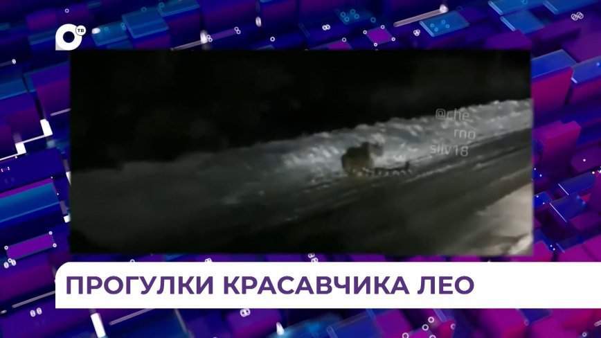 Пятнистого хищника увидели приморцы у посёлка Оленевод в Надеждинском районе