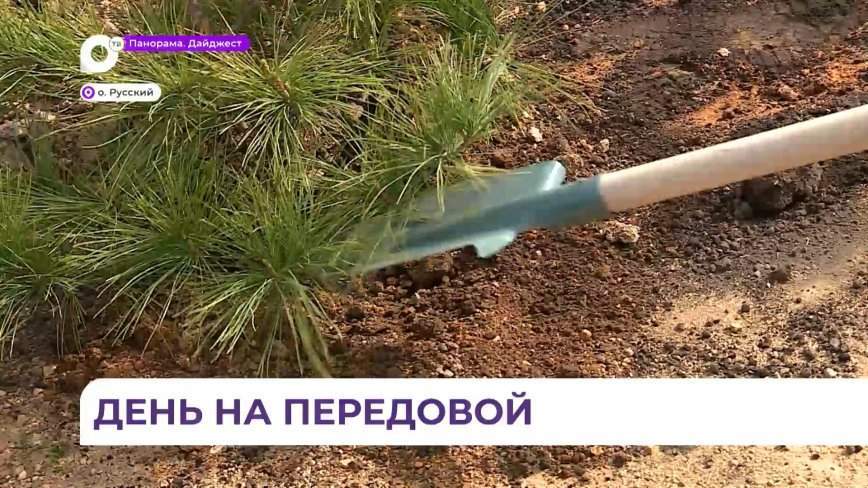 «Сад памяти» разбили на острове Русском во Владивостоке