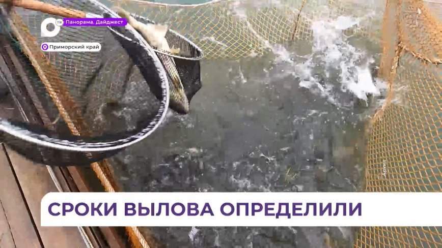 В Приморье определены сроки добычи кеты