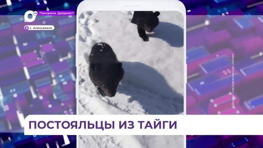 Тигрёнок и медвежата успешно проходят реабилитацию в Центре «Тигр» в Приморье