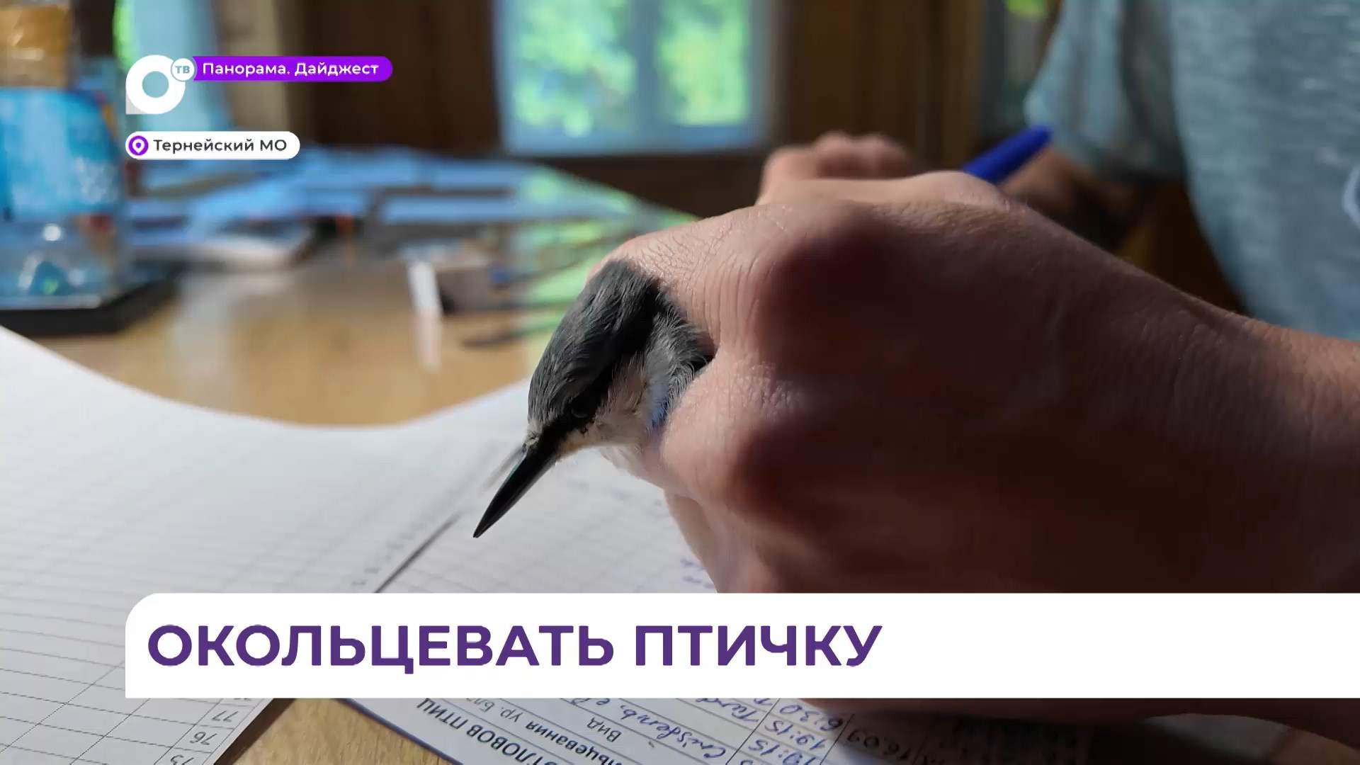 Орнитологи Сихотэ-Алинского заповедника проводят кольцевание пернатых