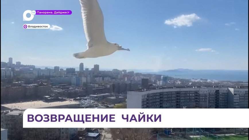 Весеннее возвращение чайки Флинт