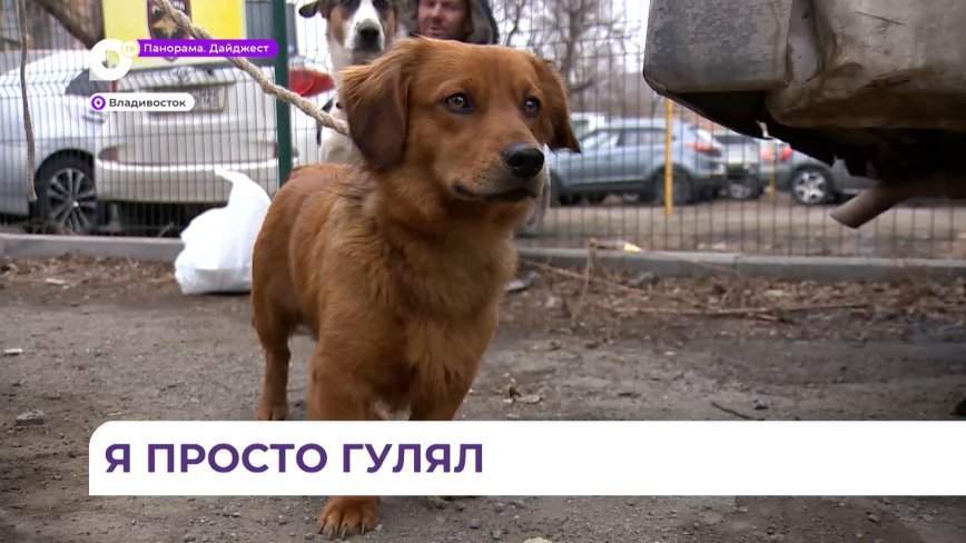 Во Владивостоке неравнодушные жители разыскали пропавшего любимца района