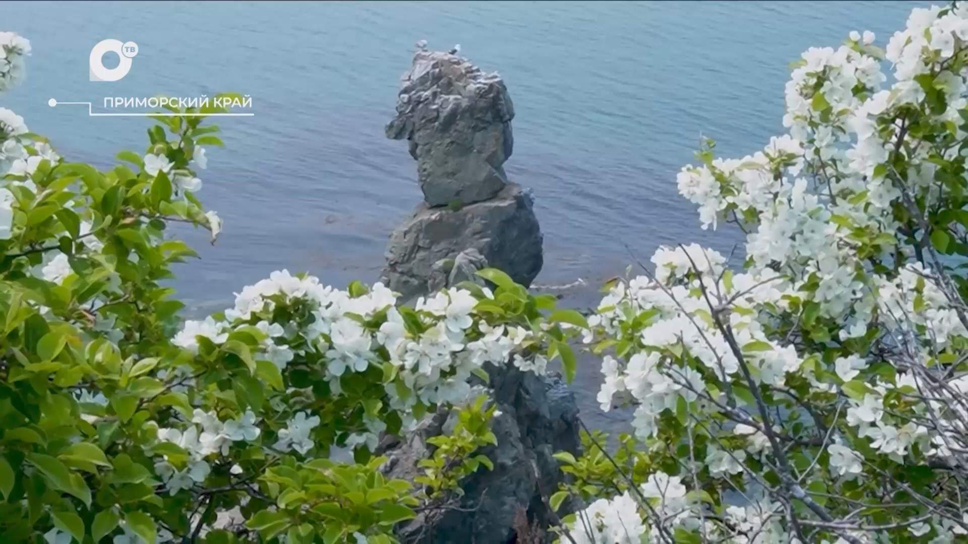 Разведка блогом / Бухта Сысоева / 08.07.25