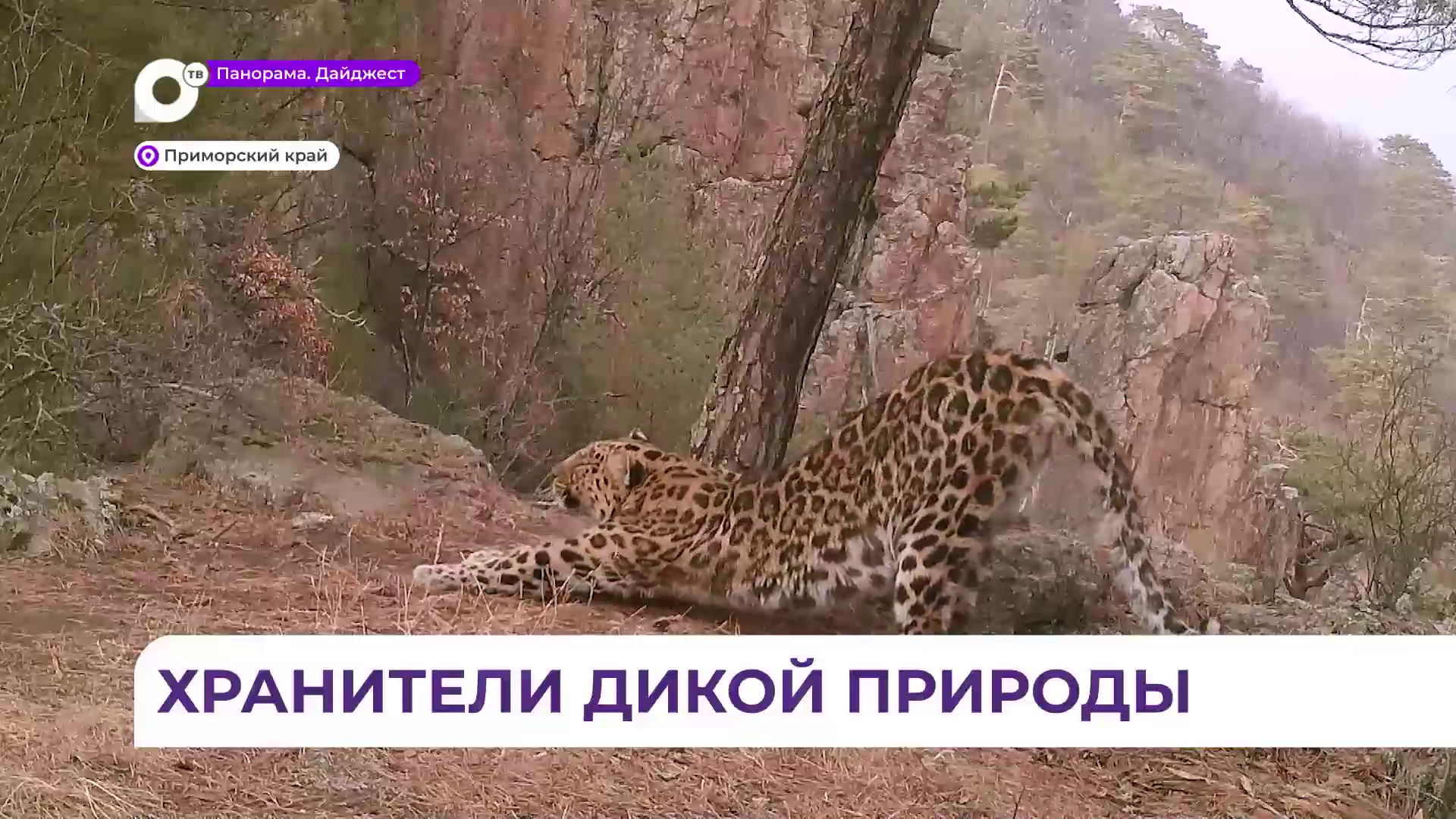 В Приморье профессиональный праздник отмечают работники заповедного дела