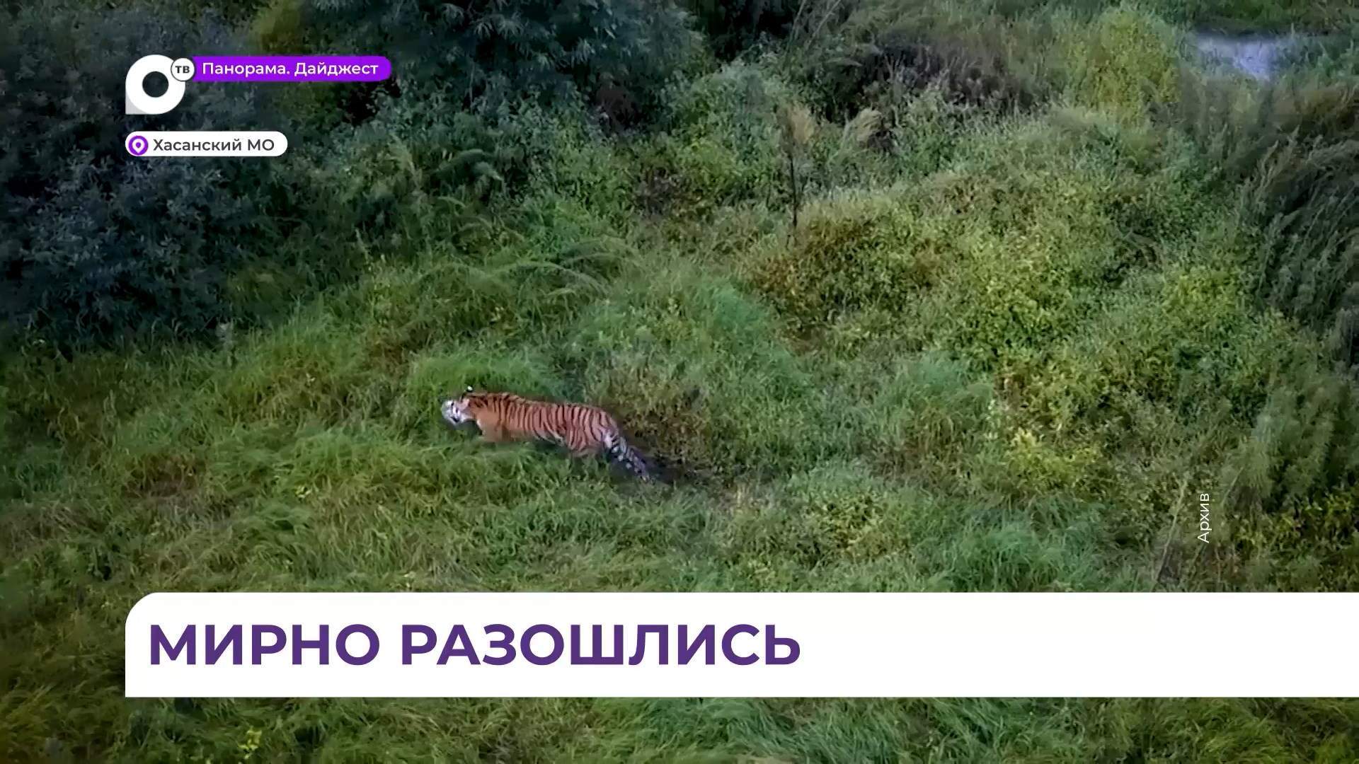 Стали известны подробности встречи тигра и железнодорожника в Хасанском округе