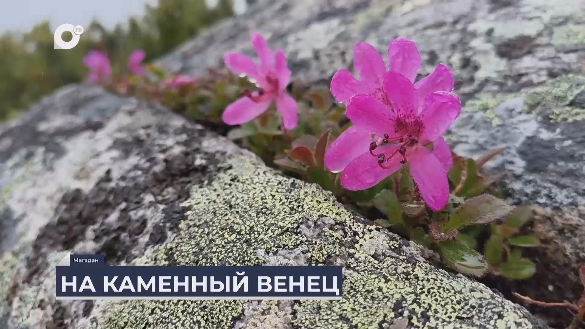 Дальний Восток на связи / Каменный венец