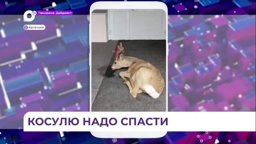 В Приморье покалеченную косулю отправили в реабилитационный центр