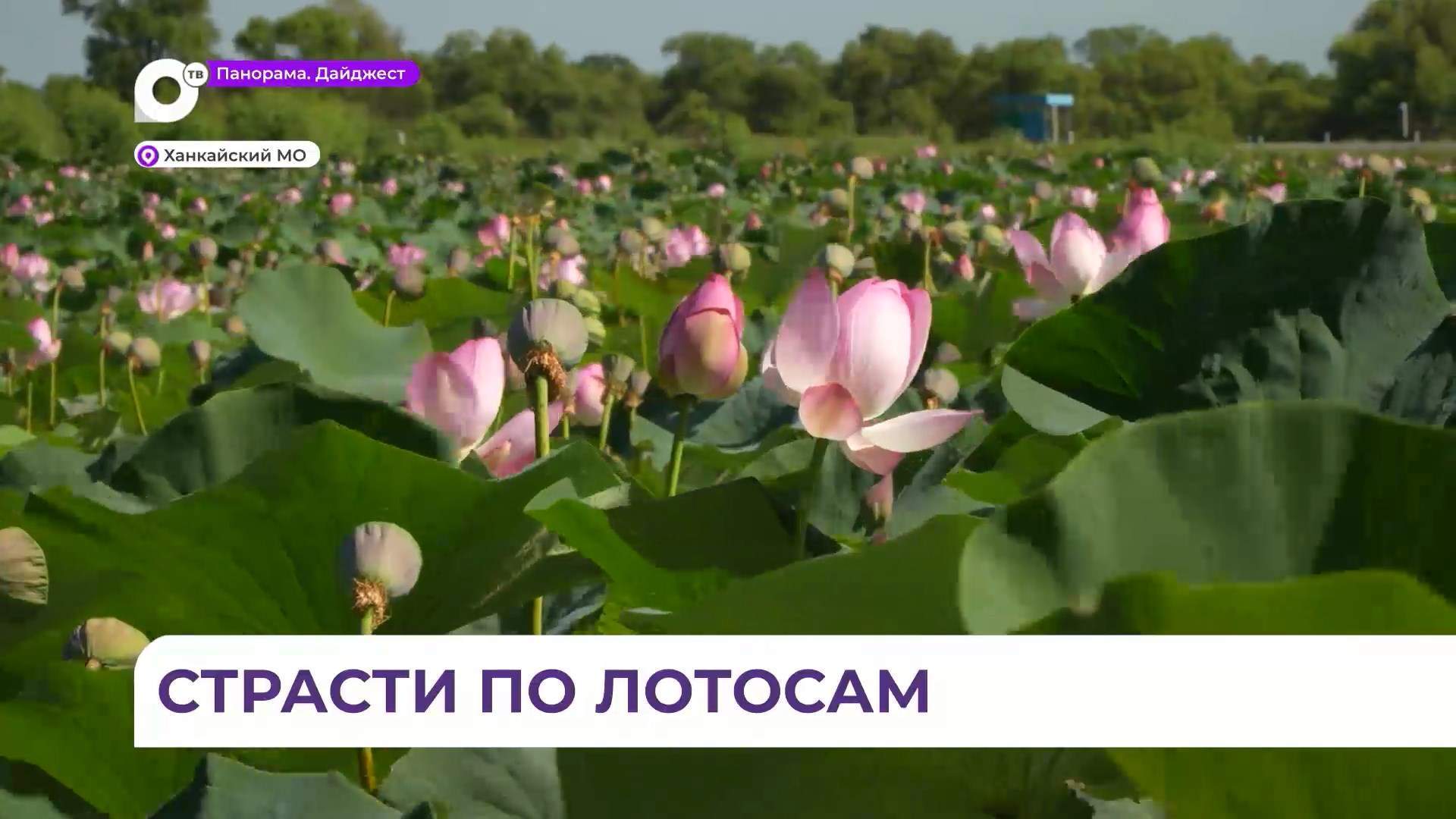 Солнечная погода в Приморье благоприятно сказалась на долгом цветении красивых лотосов 