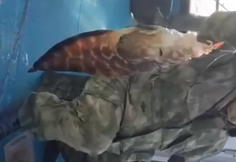 «За 30 лет такую никогда не видел»: удивительный улов попался на удочку во Владивостоке