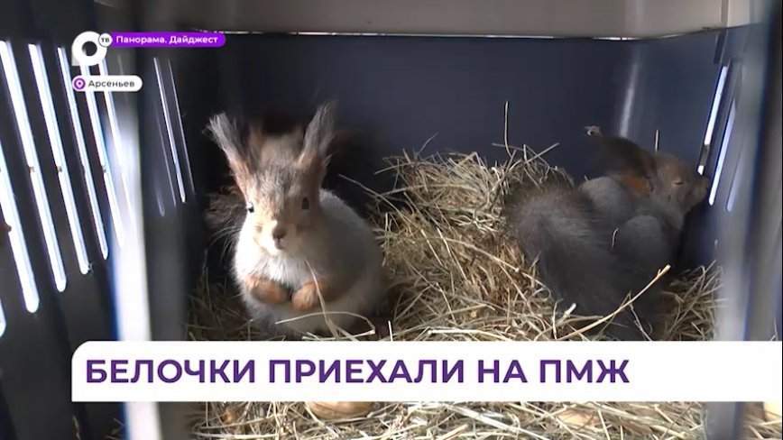 В Арсеньев из Сибири приехали белочки