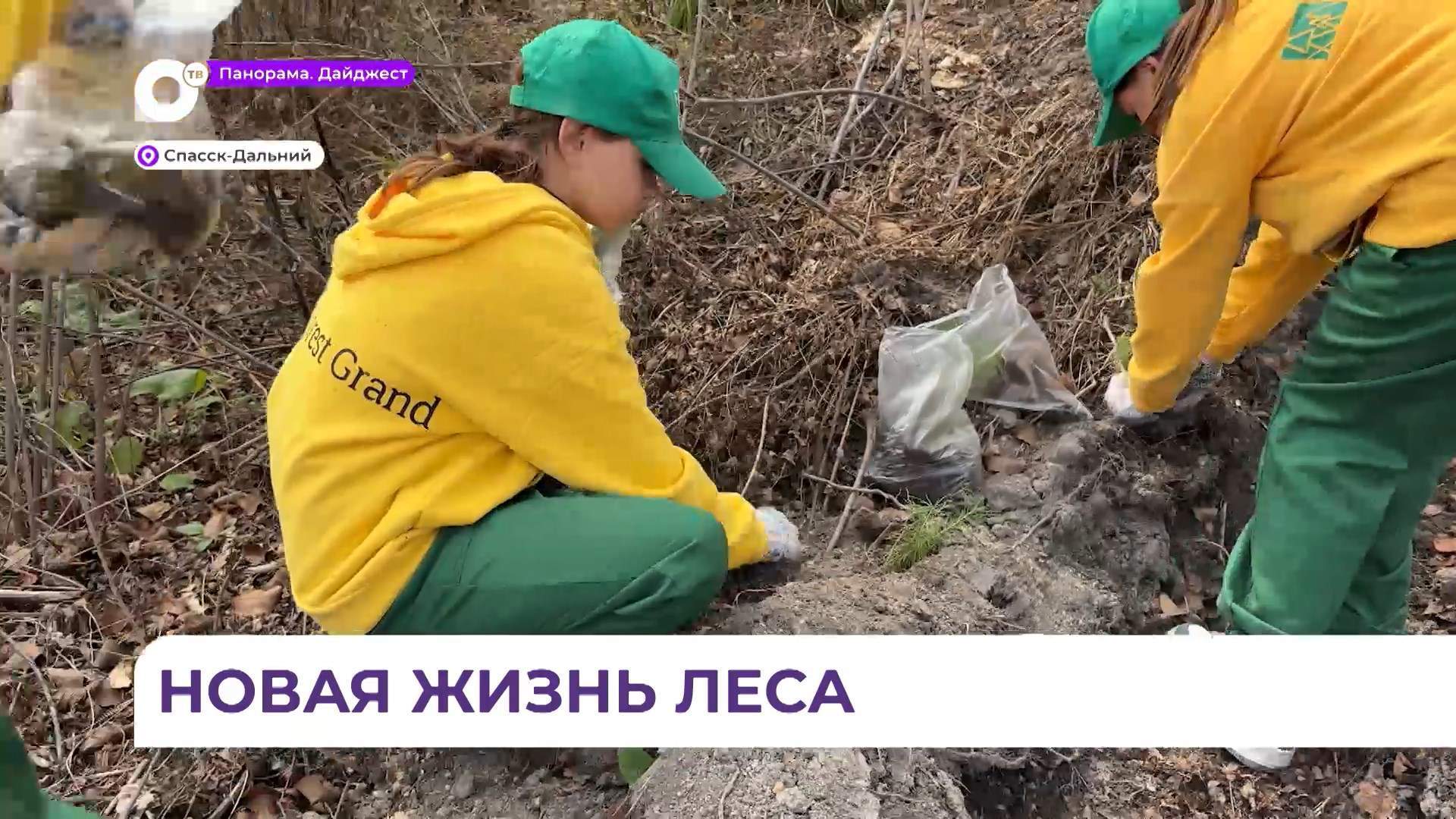 Более 5 тысяч саженцев высадили приморцы в ходе акции по восстановлению лесов